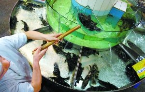 郭林飯店被爆死魚替活魚掉包計成飯館潛規(guī)則