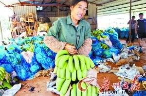 點圖查看下一頁 海南香蕉跌至2毛一斤賤過白菜農(nóng)戶用香蕉喂豬(4)