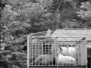 生豬慘遭商販野蠻灌水定點屠宰場照單全收(圖)