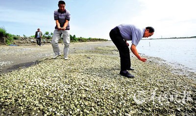 廣東近海生態(tài)破壞嚴重多種海產(chǎn)品重金屬超標(biāo)