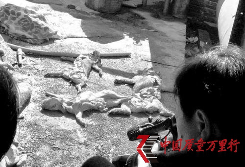 被假藥害死的豬 被假藥害死的豬