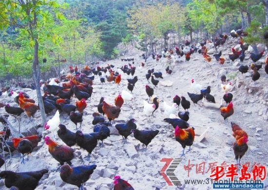 大山的雞全部散養(yǎng)在山上。(大山提供) 大山的雞全部散養(yǎng)在山上。(大山提供)