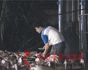 私宰點(diǎn)工人正在忙著宰殺生豬。 私宰點(diǎn)工人正在忙著宰殺生豬。