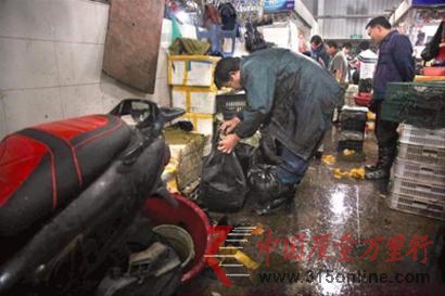 不良商販挑購死蝦 不良商販挑購死蝦