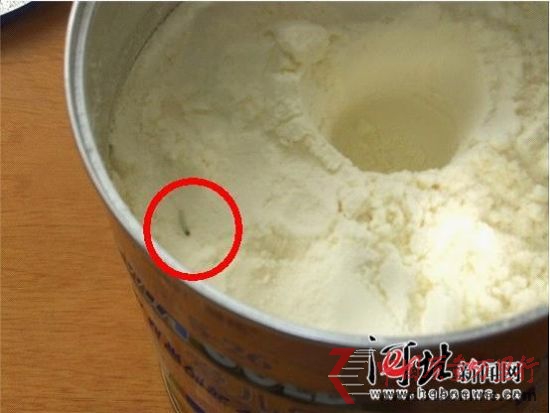 惠氏奶粉中的活蟲 惠氏奶粉中的活蟲