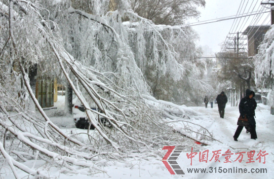 大雪把道路兩旁的樹木壓折了。包洪生攝 大雪把道路兩旁的樹木壓折了。包洪生攝